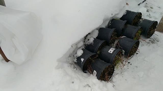 ПОЛУЧИЛА ПОСЫЛКУ С ВАСИЛИСТНИКОМ .УКРЫТИЕ В ЗИМУ. смотреть онлайн