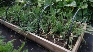 Ялтинский лук, выращивание в Сибири, отзыв о вкусе и урожайности