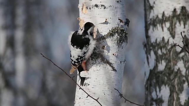 Белоспинный дятел - гильотина для берёзы. White-backed woodpecker - guillotine for birch. смотреть онлайн