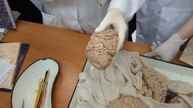 1.1 Конечный мозг: анатомия коры, локализация корковых анализаторов