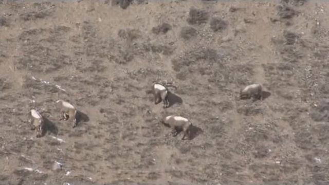 Снежный Барс Tien Shan смотреть онлайн