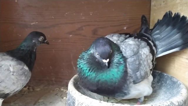 Сухорукова первая кладка. смотреть онлайн