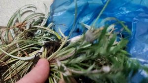 Гацания лёгкое укоренение и черенкование