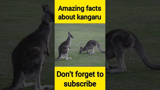 amazing animal facts ( part 4) | facts about kangaroo #short #unknownfacts смотреть онлайн