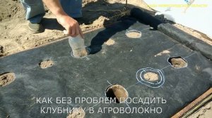 Посадка клубники в открытый грунт.Как посадить клубнику без лишних проблем