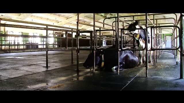 Резиновое покрытие "Экопол" смотреть онлайн