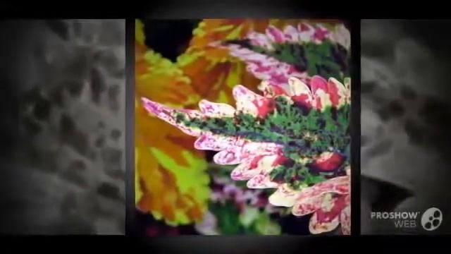 Цветы Колеус (Coleus flower) смотреть онлайн