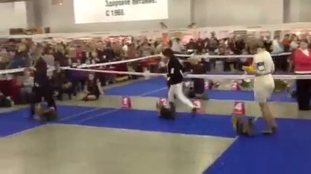 Выбор победителя. Кобели Чемпионы смотреть онлайн