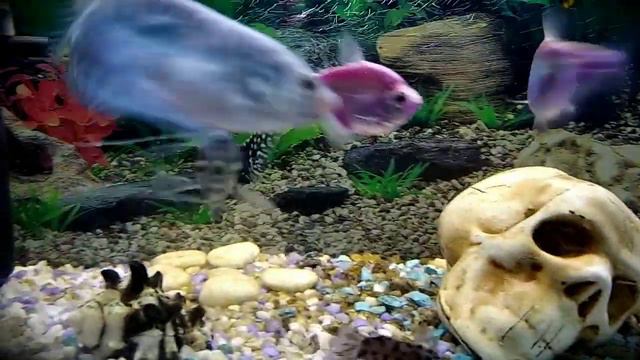 Новая рыбка в аквариуме , самец гурами знакомится с самкой 🐟🐠 смотреть онлайн