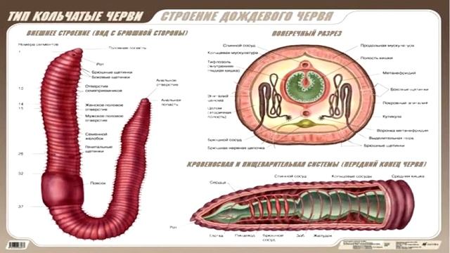 Самое длинное животное смотреть онлайн