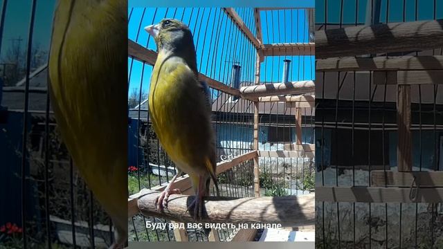 Пение лесной канарейки, звуки природы.(Carduelis chloris) Успокаивающий и чудесный голос природы. смотреть онлайн