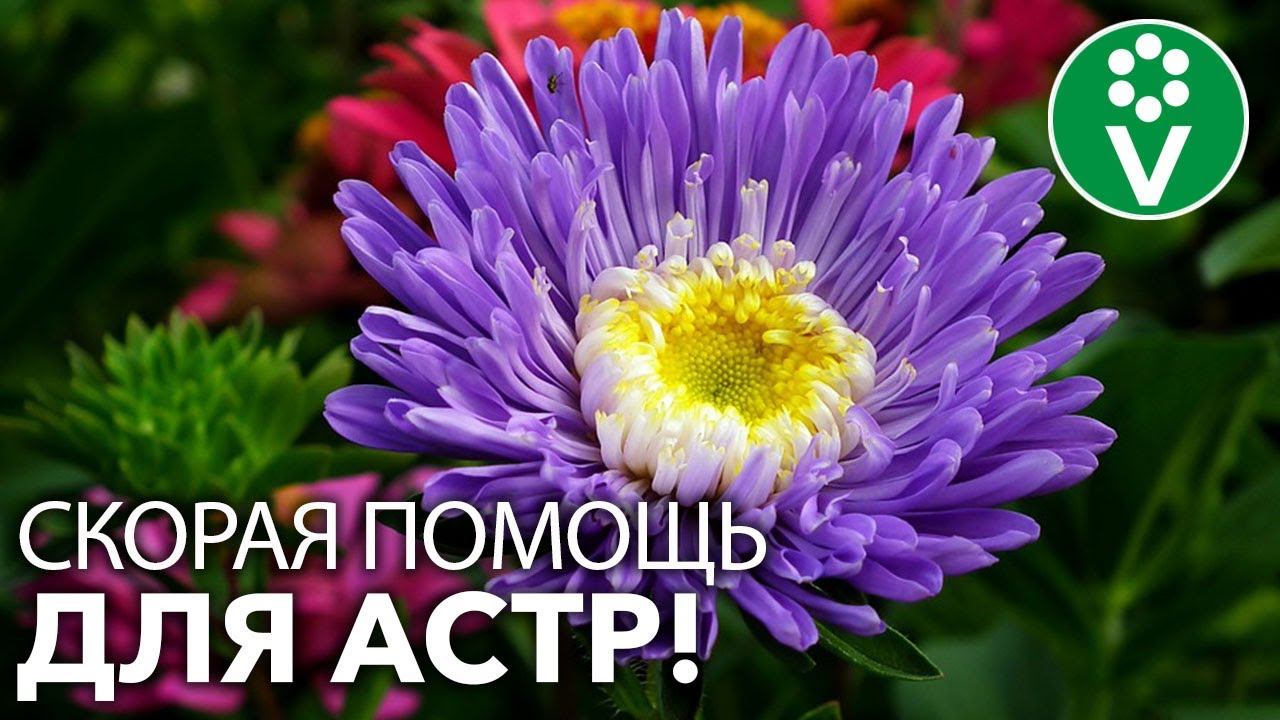ВАШИ АСТРЫ НАКОНЕЦ БУДУТ ЗДОРОВЫ! Определяем проблему по листьям и принимаем меры! смотреть онлайн