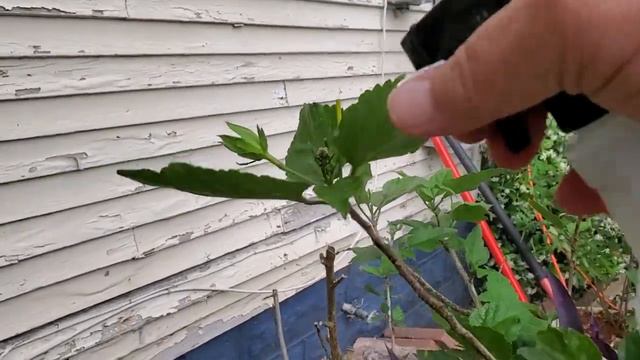 Aphids on Hibiscus смотреть онлайн