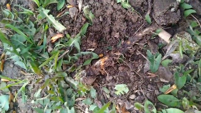 Корнеудалитель Снайпер.Крутой помощник в вашем огороде. смотреть онлайн