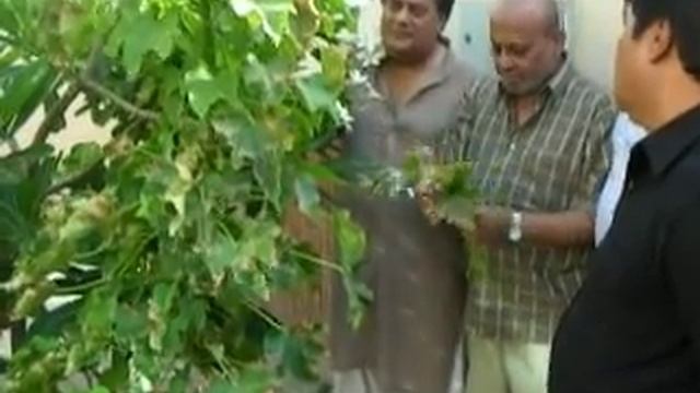 JATROPHA ,UAE, RAK, the tallest jatropha tree in UAE by SALIM MASTAN смотреть онлайн