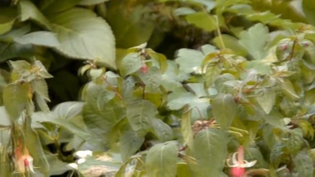 Как ухаживать за фуксиями осенью смотреть онлайн