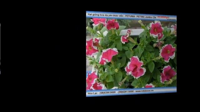 Hoa Dạ yên thảo viền PETUNIA PET083 Jumbo Cherry Frost смотреть онлайн