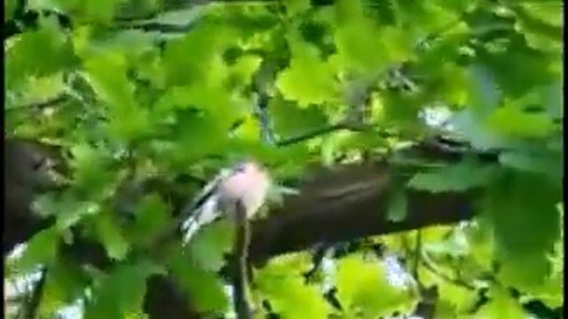 Голоса птиц Зяблик смотреть онлайн