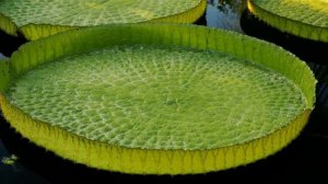 10 Самых необычных растений на земле