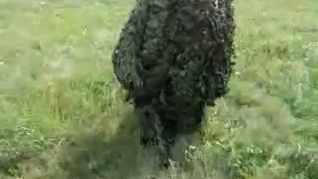 кикимора смотреть онлайн