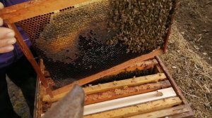 Солёная вода для пчёл.