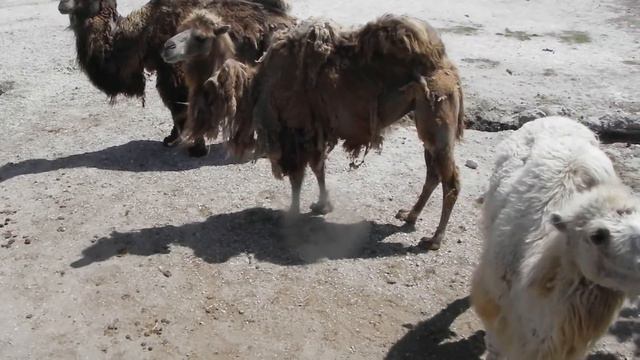 Нелёгкая жизнь верблюжьего трио! смотреть онлайн