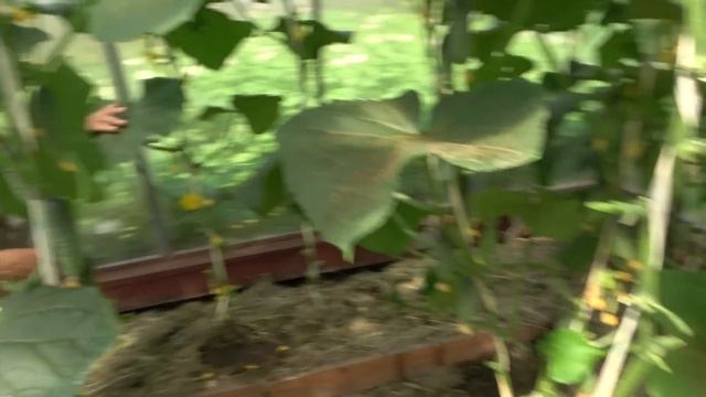 6 соток 7 июля 2022 год. Хроника. Life in the garden. смотреть онлайн