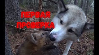 НАЧАЛОСЬ!!! ПУШНИНА ВАЛОМ ИДЁТ!!! смотреть онлайн