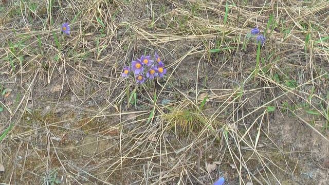 Куда уходит детство... смотреть онлайн