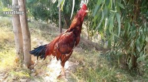 Rooster Crowing Compilation Plus - Sounds Effect  | Aseel Rooster Sound | Top One Pets TV
