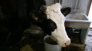 В нашем ХОЗЯЙСТВЕ теперь НЕТЕЛЬ/ признаки МОЛОЧНОСТИ КОРОВЫ