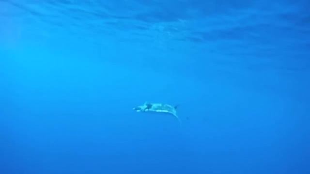 Mantarraya, Manta Raya ó Manta Gigante (Manta Birostris)