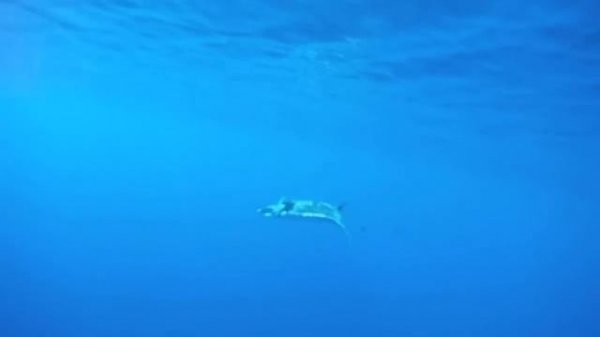 Mantarraya, Manta Raya ó Manta Gigante (Manta birostris)