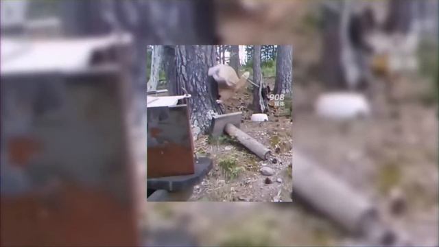 Хищники Которые Явно Ошиблись с Жертвой смотреть онлайн