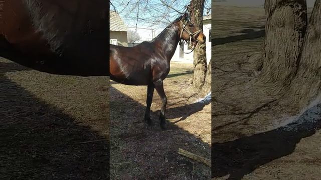 Продажа английский чистокровный лошадь смотреть онлайн