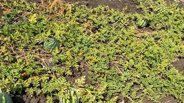 Что творится с арбузом Биант. Мы такого еще не видели. смотреть онлайн