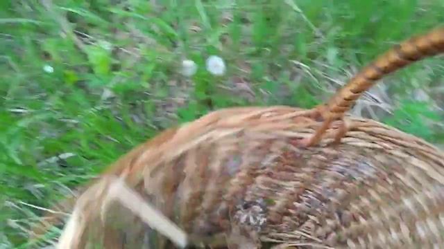 В поисках грибов: первый подосиновик, подберезовики и много свинушек. смотреть онлайн