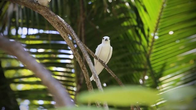 DENIS ISLAND SEYCHELLES HOTEL 5* Сейшельские острова смотреть онлайн