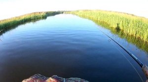 Щука выбивает спиннинг из рук / Рыбалка в Удмуртии