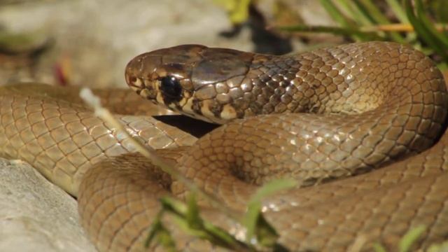 Eirenis modestus - წყნარი ეირენისი смотреть онлайн
