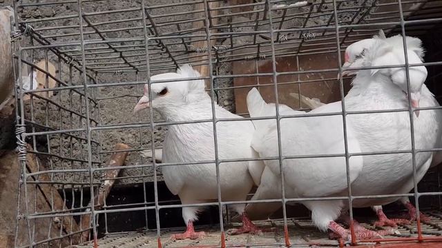 11.04.19 Как определить голуба и голубку. How to determine the blue and dove. смотреть онлайн