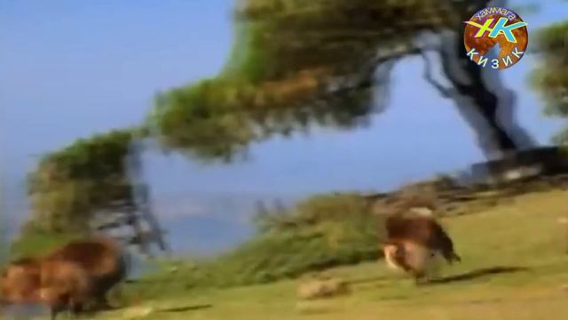 ГЕЛАДА - БУ МАЙМУН ГОРИЛЛАДАН АНЧАГИНА ХАВФЛИЙРОК #маймунлар_хакида смотреть онлайн