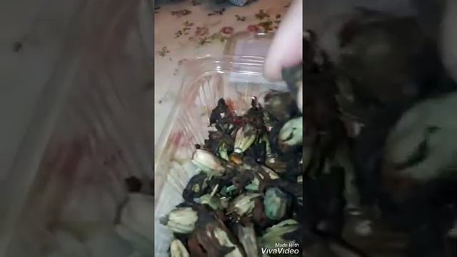 Собственные семена. Хранение. Черенки роз. Хранение луковичных. смотреть онлайн