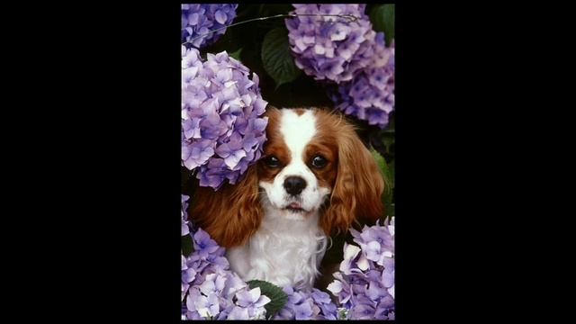 Фото животных часть 2#.,,персики" смотреть онлайн