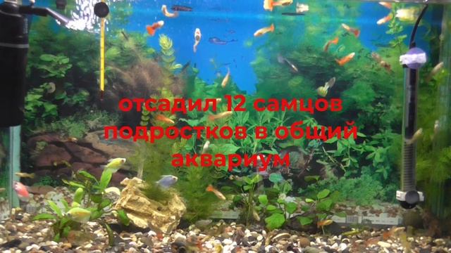 Дневник 10. Уход и разведение гуппи. смотреть онлайн