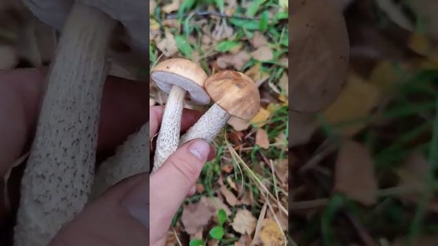 Шикарные два подберёзовика! Лес не хочет отпускать! #грибы #лес #forest #осень смотреть онлайн