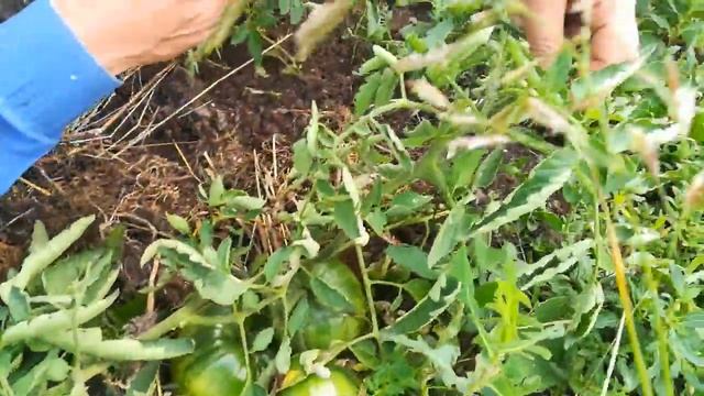 Томаты высаженные лёжа смотреть онлайн
