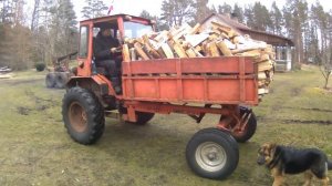 Трактор Т-16 сушит дрова Tractor T-16 deliver firewood