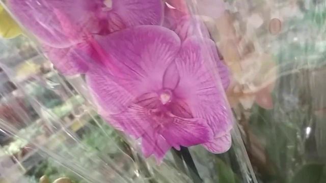 Красивые🌿 🥀орхидеи🥀🌿 в Castorama тц7небо (04.02.2021) смотреть онлайн