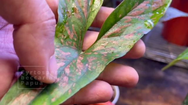 Indonesia Endemic Plants (That Are Sustainably Sourced) @potere_plants смотреть онлайн